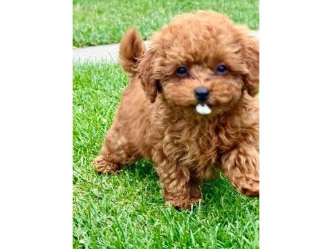 Toypoodle yavrularımız 