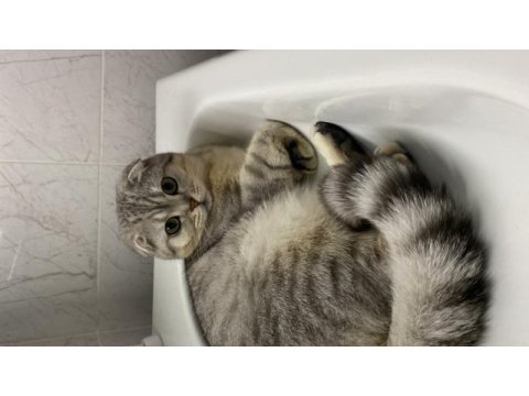 Erkek scottish fold kedisi
