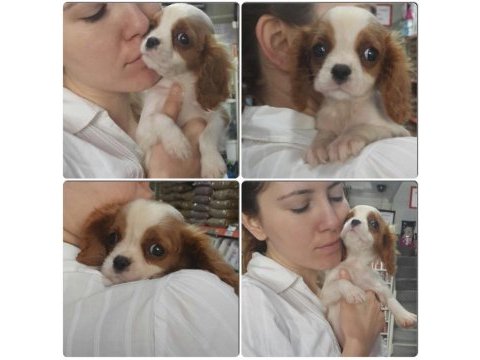 Tarım bakanlığı onaylı a kalite cavalier yavrular