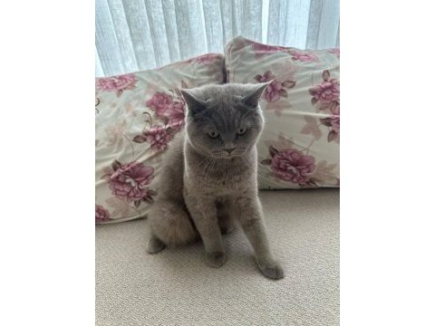 British shorthair 8 aylık