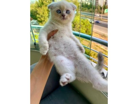 Scottish fold lynx point