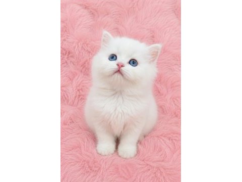 Mükemmel kalitede british longhair bebeğim