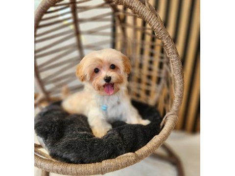 Maltipoo  yavrularımız 