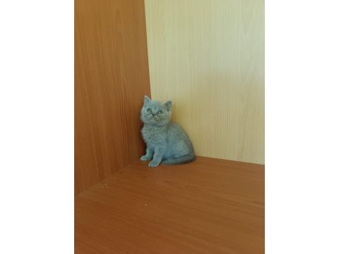 British shorthair lilac ve gri