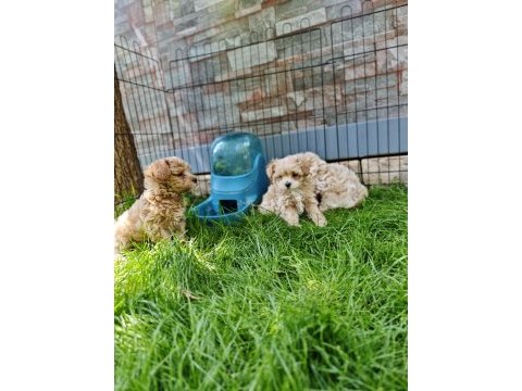 Orijinal maltipoo yavrular