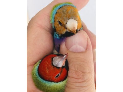 Gökkuşaği ispinozu (goldian finch)