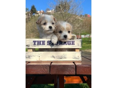 Erkek maltipoo yavrumuz