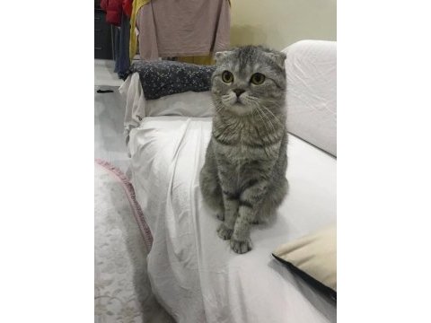 Scottish fold 2 yaşında