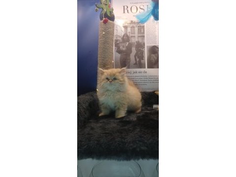 Pofuduk show class iran kedisi bebek