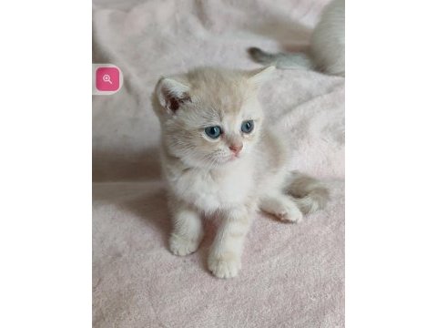 Şafkan british shorthair