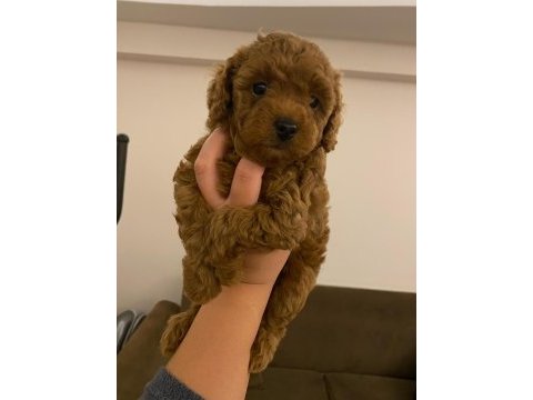 Dişi poodle köpeğimiz