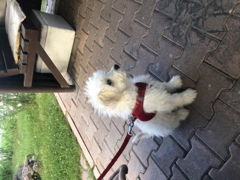 Terrier evcil köpek