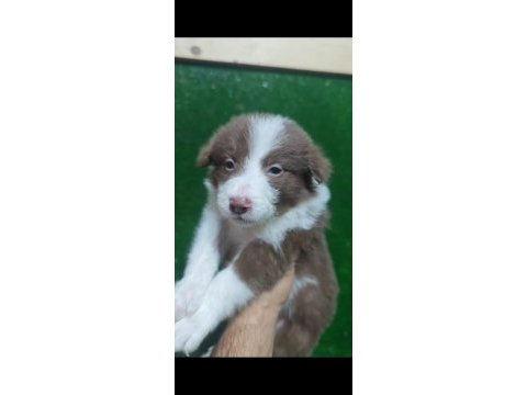 Border collie yavrularımız mevcut