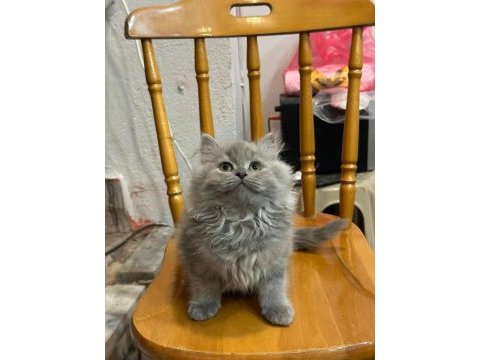 Erkek british longhair