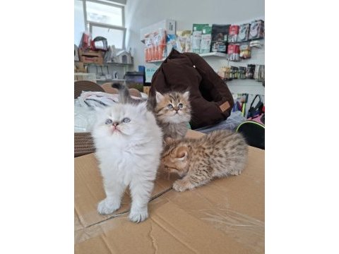 Efsane bebek kediler ilana açıldı