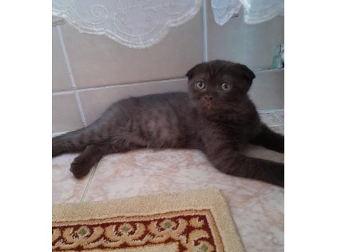 British shorthair yavru kedimiz