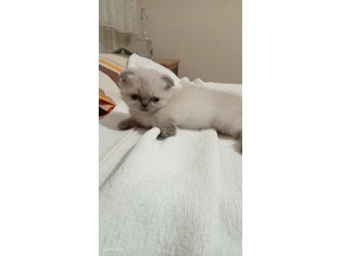 2 ayini doldurmuş yavrularımız scottish fold