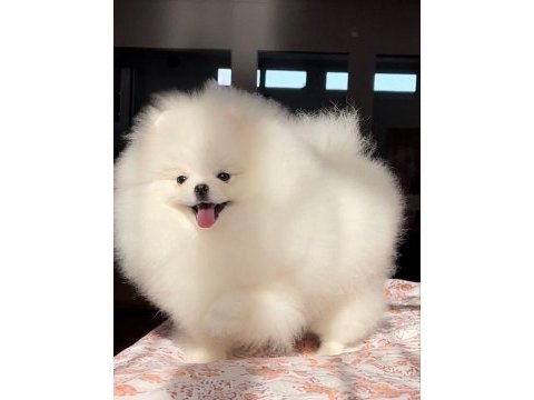 Pomeranian boo yavrularımız evinizin neşesi olacaktır 