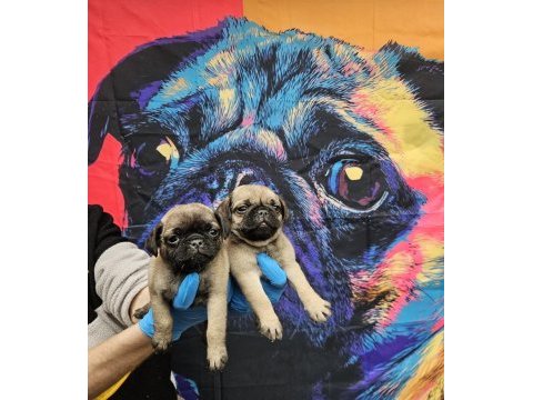 Dişi erkek pug mops yavrularımız