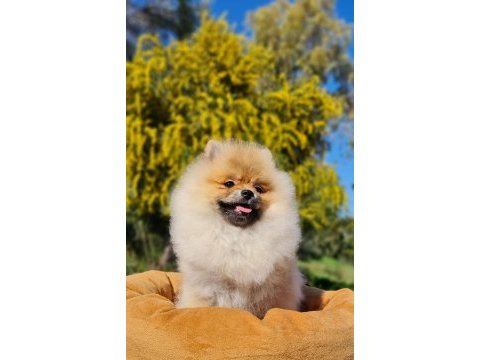 6 aylık dişi şecereli teddy face pomeranian boo