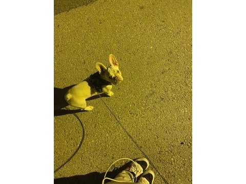 İsabella tan platinium erkek egzotic french bulldog