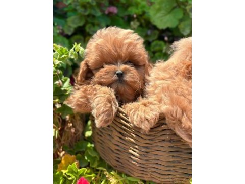 Kore maltipoo en iyisini en güzelini isteyene