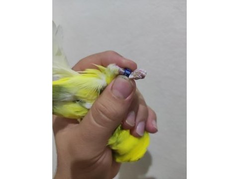 Tek erkek jumbo muhabbet kuşu