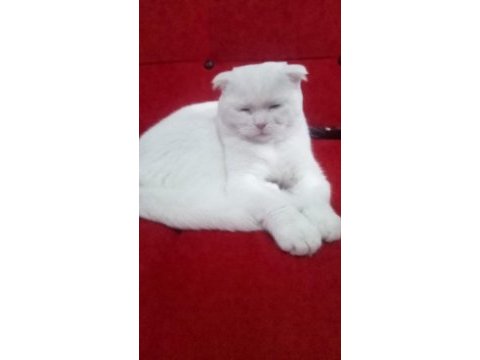Beyaz scottish fold pamuğum sahiplendirilecek