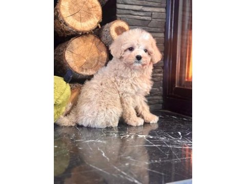 Akıllı ve tüy dökmeyen karakteriyle maltipoo yavrusu