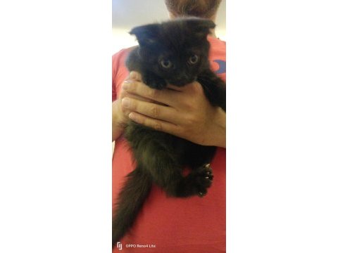 Yavrularımız sahiplendirilecektir scottish fold