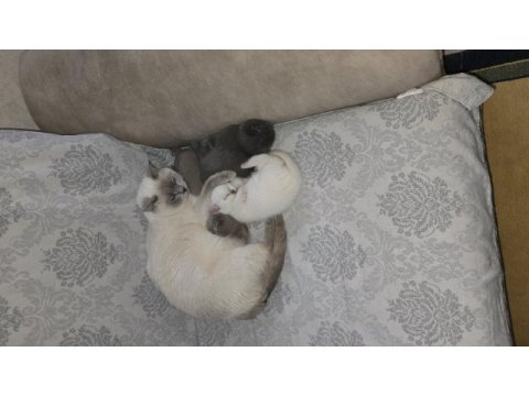 30 günlük british shorthair yavrular yeni evlerini arıyor