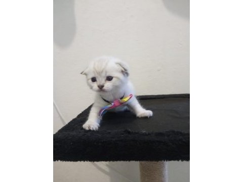 Bu yakışıklı scottish fold erkek ömürlük yuvasını arıyor