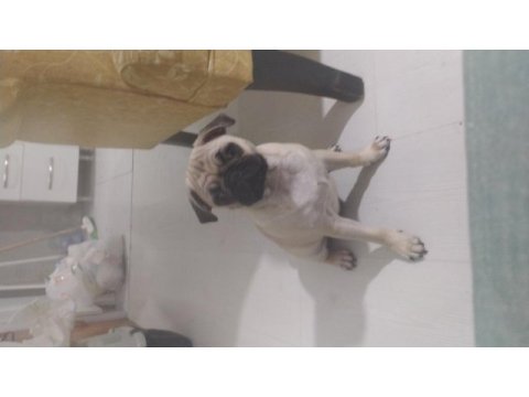 Pug köpek