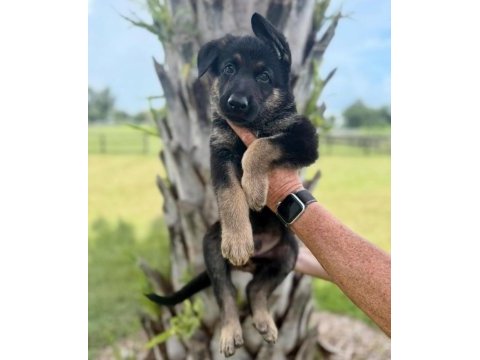 Ev ortamında yetiştirilmiş cane corso yavrularımız