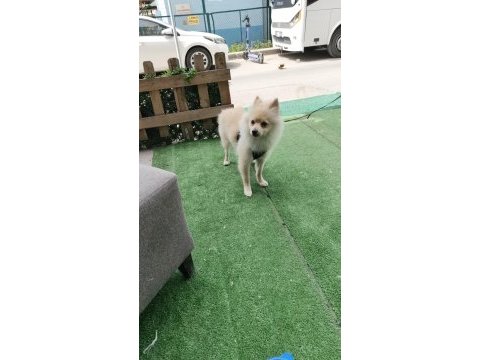 Tilki surat pomeranian boo