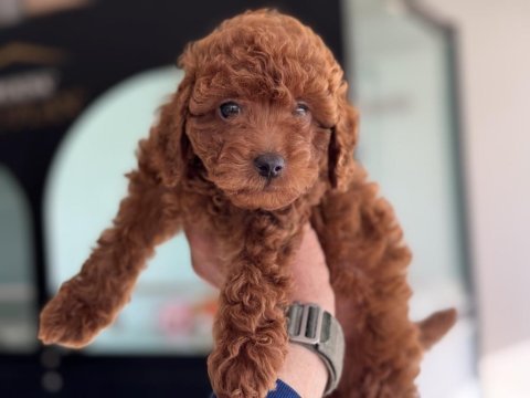 Petmode köpek çiftliğinde ziyarete açık toy poodle