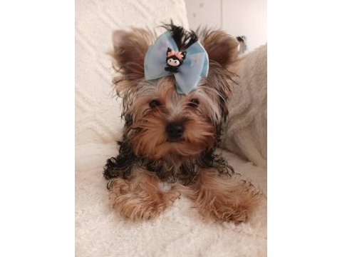 Orjinal baby face yorkshire terrier erkek