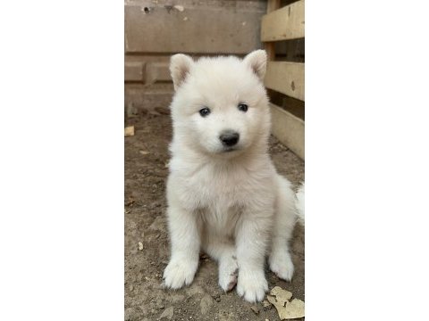 Kartopu safkan samoyed yavrusu