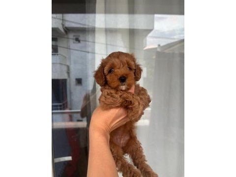 Birbirinden sevimli maltipoo