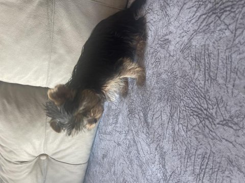 Safkan yorkshire terrier