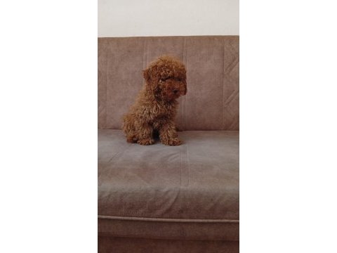 Toy poodle ev ortamında büyüyen yavrumuz