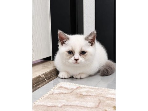 Munchkin yavrular
