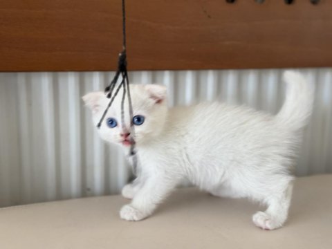 Ankarada ziyarete açık beyaz mavi gözlü scottish fold
