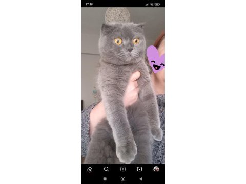 Scottish fold sahiplendirme açıklamayı oku