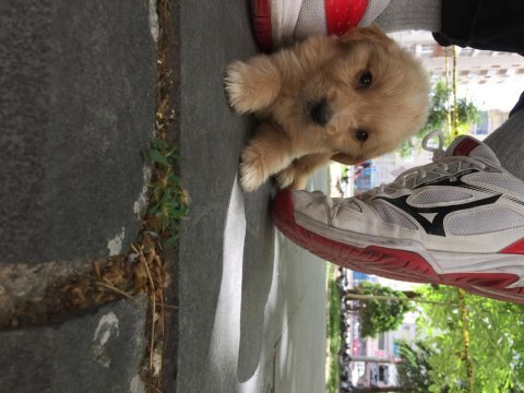 45 günlük golden retriever