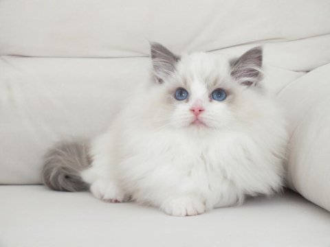 Full şecereli ragdoll yavruları