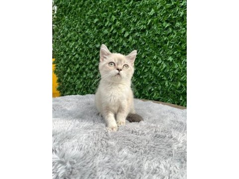 Scottish fold ve british yavrularımız
