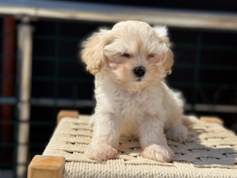 Petmode köpek çiftliğinde ziyarete açık maltipoo
