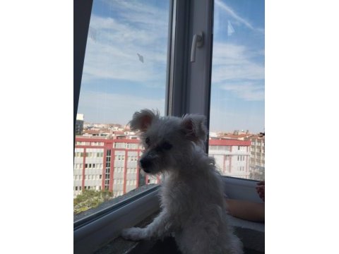 7 aylık çipi var gayet sağlıklı köpeğimiz