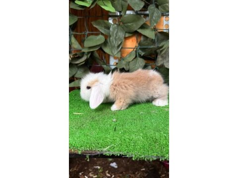 Safkan hollanda lop ve cüce tavşan yavrular